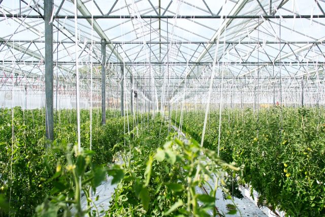 Fruit growers greenhouse with wire rope